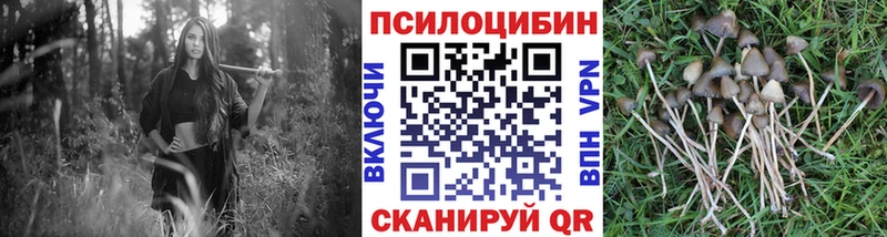 Псилоцибиновые грибы Psilocybine cubensis Новосибирск